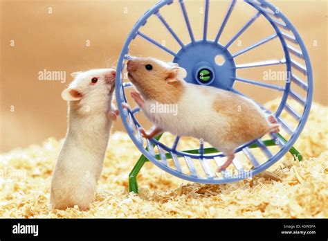 running wheel for hamster